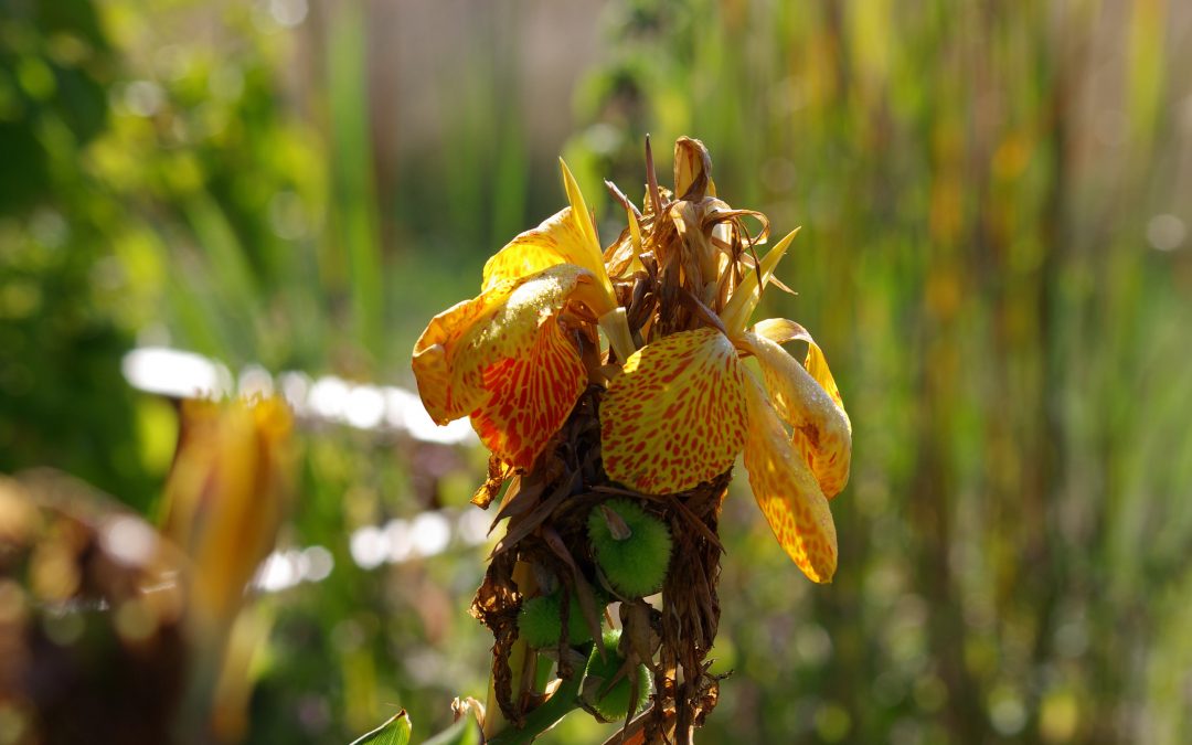 Der Sommer nimmt Abschied