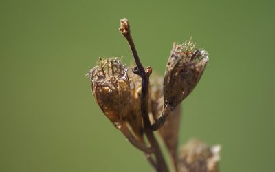 Naturnaher Garten im Herbst