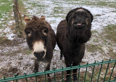 Esel Winnie und Emil