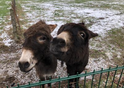 Esel Winnie und Emil