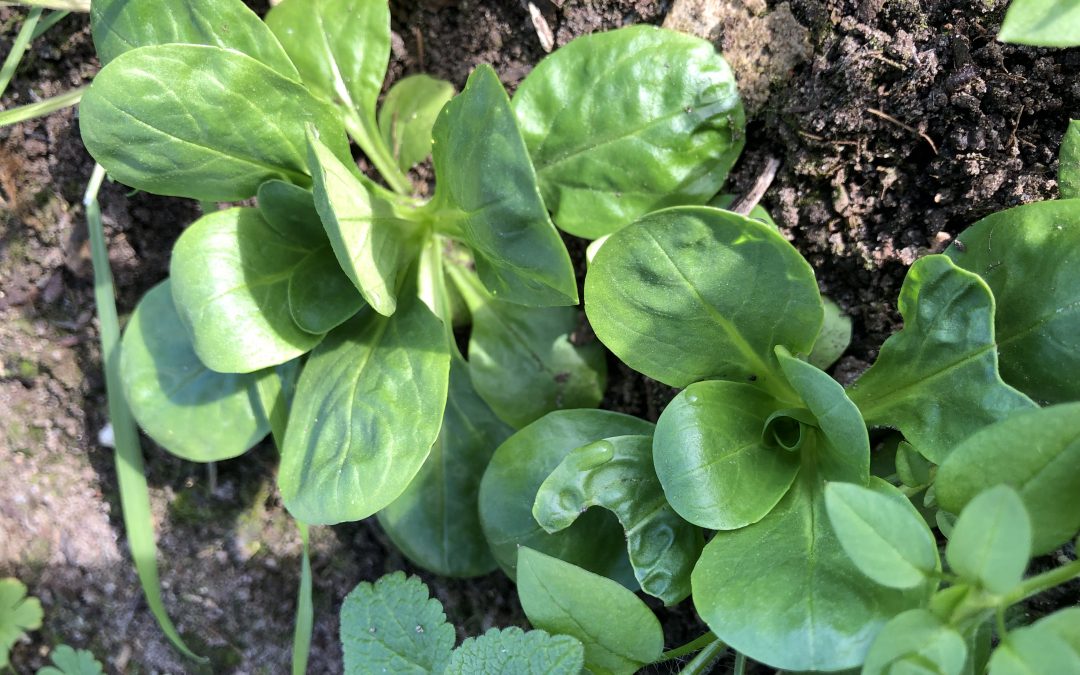 Der letzte Feldsalat aus dem Hochbeet