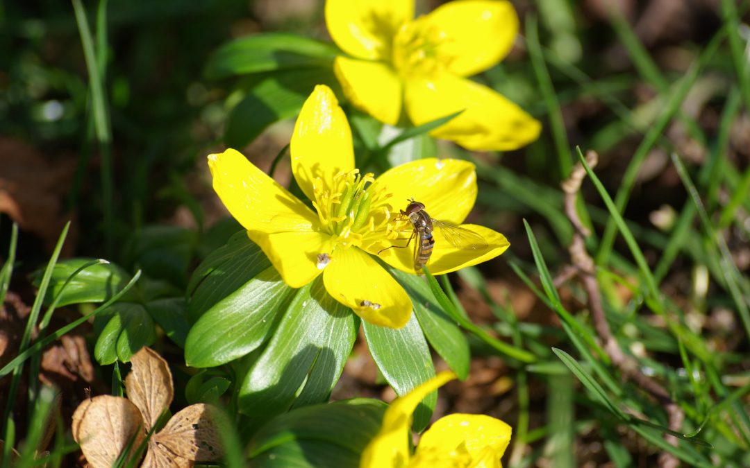 Die Bienen summen wieder