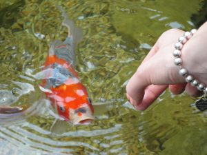 Koi-Karpfen im Gartenteich