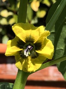 Blüte der Tomatillo