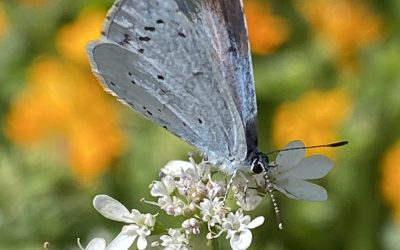 Insektenschutz im Hausgarten